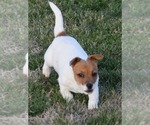 Small #15 Jack Russell Terrier