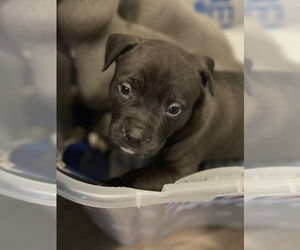 American Bully Puppy for sale in SCHENECTADY, NY, USA