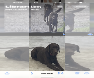 Father of the Labrador Retriever puppies born on 05/18/2025