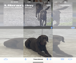 Small Photo #1 Labrador Retriever Puppy For Sale in PIERSON, FL, USA