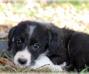 Bordoodle Puppy for sale in ASHLAND, OH, USA