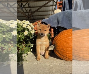 Shiba Inu Puppy for sale in HILLSBORO, WI, USA