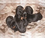 Small Photo #1 Doberman Pinscher Puppy For Sale in VADER, WA, USA