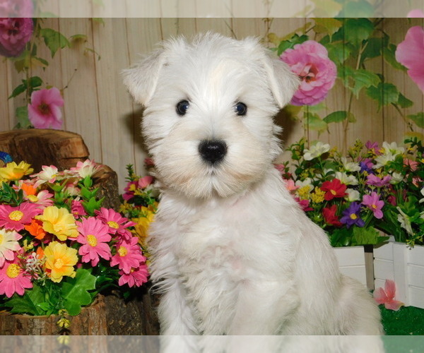 Medium Photo #1 Schnauzer (Miniature) Puppy For Sale in HAMMOND, IN, USA