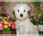 Small Photo #1 Schnauzer (Miniature) Puppy For Sale in HAMMOND, IN, USA