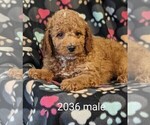 Small Photo #4 Goldendoodle-Poodle (Toy) Mix Puppy For Sale in CLARE, IL, USA