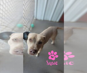 Susie - Female American Pit Bull Terrier-Unknown Mix Dog for Adoption - Photo #11