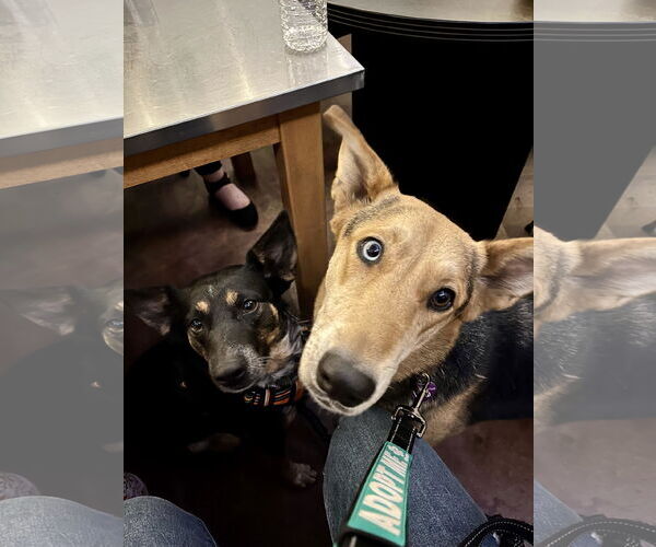 Medium Photo #6 German Shepherd Dog Puppy For Sale in San Bernardino , CA, USA