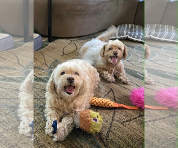 Medium Photo #4 Shih-Poo Puppy For Sale in Rochester, NY, USA
