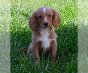 Cavapoo Puppy for sale in BARNESVILLE, KS, USA