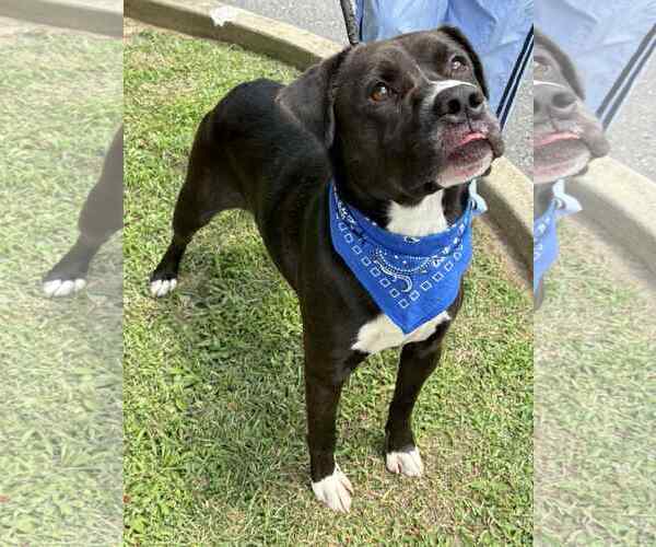Medium Photo #1 American Pit Bull Terrier Puppy For Sale in Low Moor, VA, USA