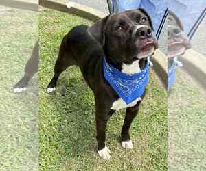 American Pit Bull Terrier Dogs for adoption in Low Moor, VA, USA