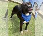 Small American Pit Bull Terrier