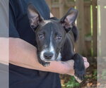 Small #3 Mutt