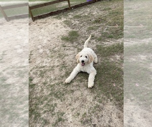 Labradoodle Puppy for sale in PANAMA CITY, FL, USA