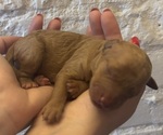 Puppy Grace Goldendoodle (Miniature)