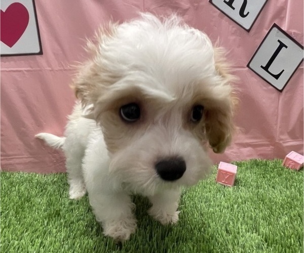 Medium Photo #3 Cavachon Puppy For Sale in STUART, FL, USA