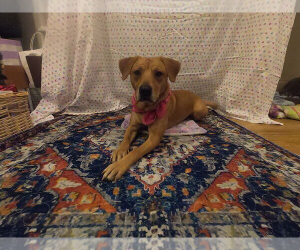 Medium Photo #12 Labrador Retriever-Unknown Mix Puppy For Sale in Salt Lake City, UT, USA