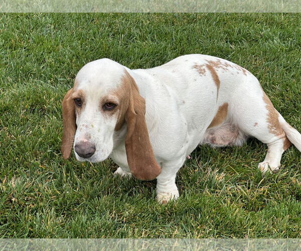 Medium Photo #3 Basset Hound Puppy For Sale in Petaluma, CA, USA