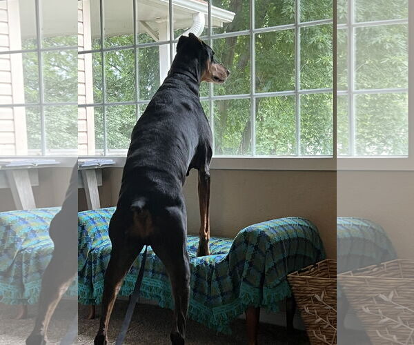 Medium Photo #7 Doberman Pinscher Puppy For Sale in Buffalo, MN, USA