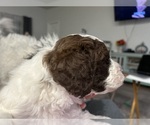 Small Photo #5 Bernedoodle Puppy For Sale in LONGS, SC, USA