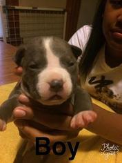 American Pit Bull Terrier Puppy for sale in MINNEAPOLIS, MN, USA