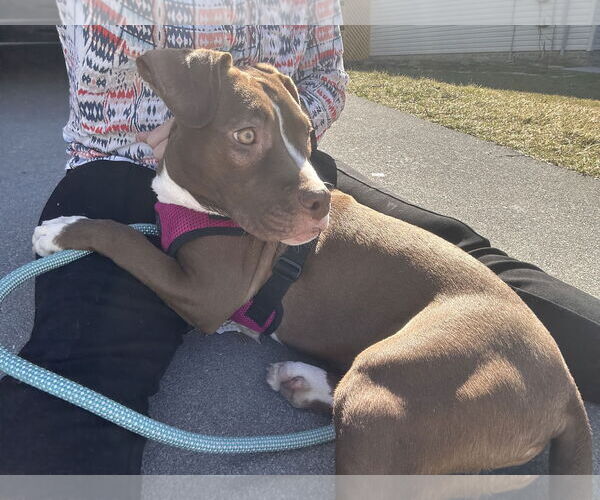 Medium Photo #4 American Pit Bull Terrier-Unknown Mix Puppy For Sale in Stephens City, VA, USA