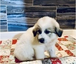 Puppy Reba Great Pyrenees