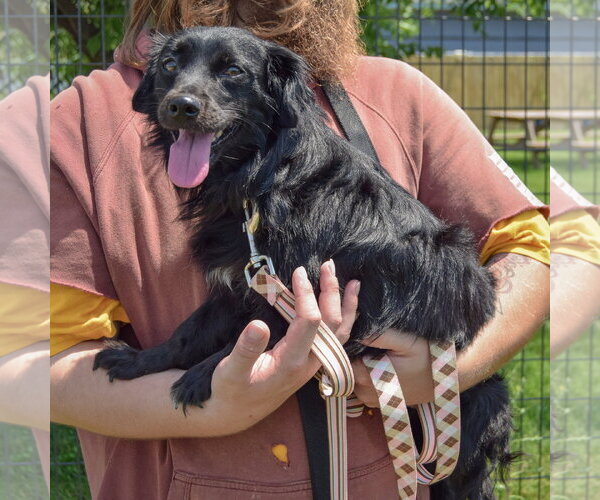 Medium Photo #2 Cocker Spaniel-Papillon Mix Puppy For Sale in Huntley, IL, USA