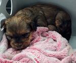 Puppy Sapphire Yorkipoo