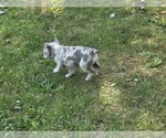 Small #4 French Bulldog