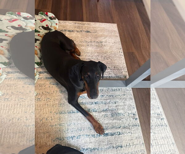 Medium Photo #4 Doberman Pinscher Puppy For Sale in Minneaoplis, MN, USA