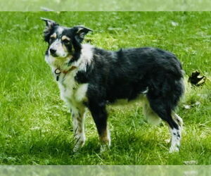 Border Collie-Unknown Mix Dogs for adoption in Princeton, MN, USA