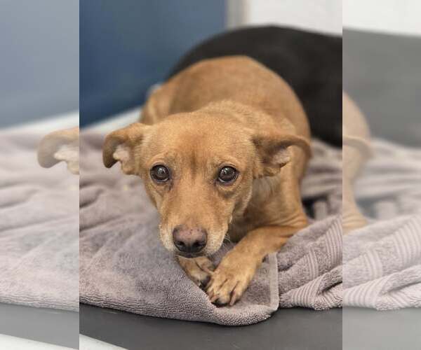 Medium Photo #1 Dachshund-Unknown Mix Puppy For Sale in Arlington, WA, USA