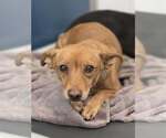Small Dachshund Mix