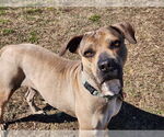 Small #2 Catahoula Leopard Dog-Chinese Shar-Pei Mix
