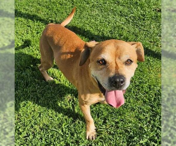 Medium Photo #3 Beagle-Unknown Mix Puppy For Sale in Camarillo, CA, USA