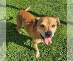 Small #2 Beagle Mix