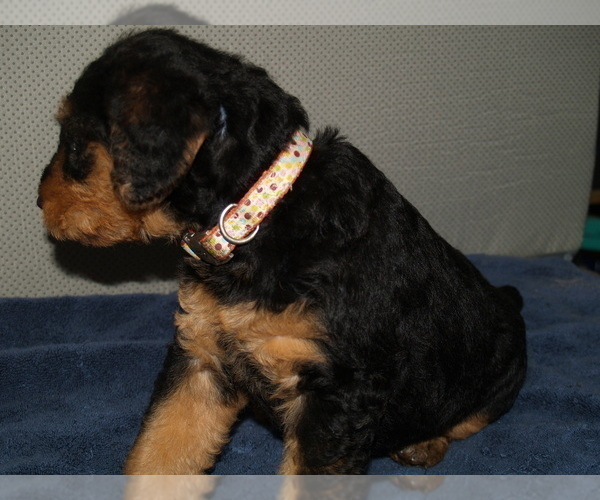 Medium Photo #13 Airedale Terrier Puppy For Sale in CHARLESTOWN, IN, USA