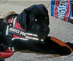 Small #1 Labrador Retriever