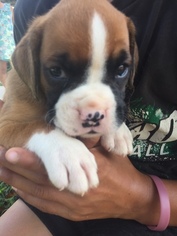 Boxer Puppy for sale in DILLWYN, VA, USA