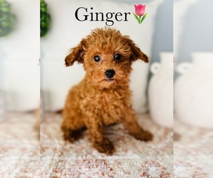 Poodle (Toy) Puppy for sale in MURFREESBORO, TN, USA