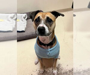 Boxer-Unknown Mix Dogs for adoption in Webster, WI, USA