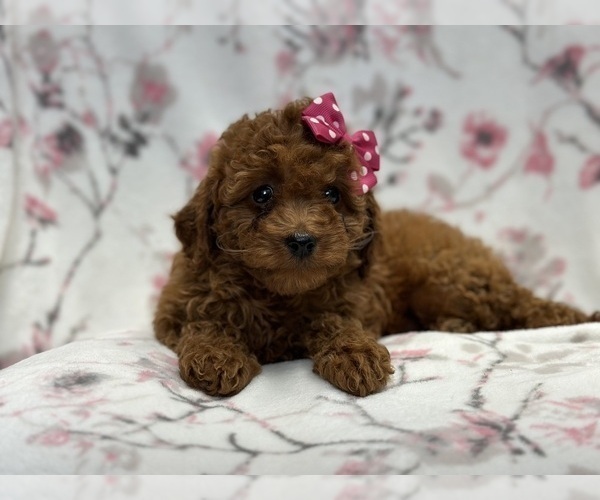 Medium Photo #7 Cavapoo Puppy For Sale in LAKELAND, FL, USA