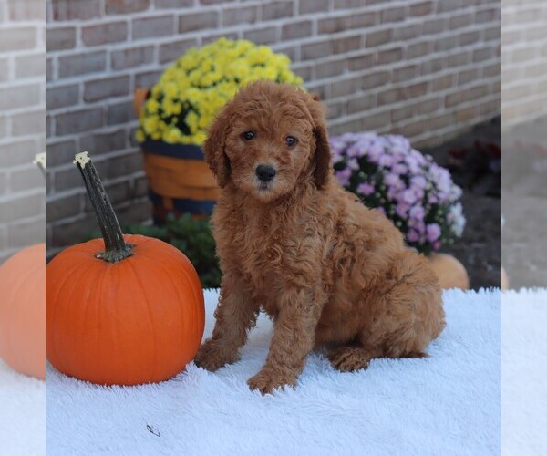 Medium Photo #5 Goldendoodle Puppy For Sale in GAP, PA, USA