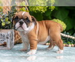 Small Photo #23 English Bulldog Puppy For Sale in MILLERSBURG, OH, USA