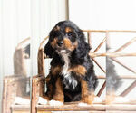 Small Photo #2 Cockapoo Puppy For Sale in WARSAW, IN, USA