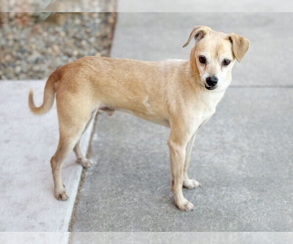 Medium Photo #4 Chihuahua Puppy For Sale in Pittsburg, CA, USA