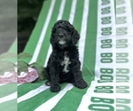 Small Photo #20 Cockapoo Puppy For Sale in ROCHESTER, MN, USA