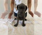 Small Photo #2 Cane Corso Puppy For Sale in HARVEY, LA, USA